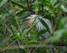 Striated Heron