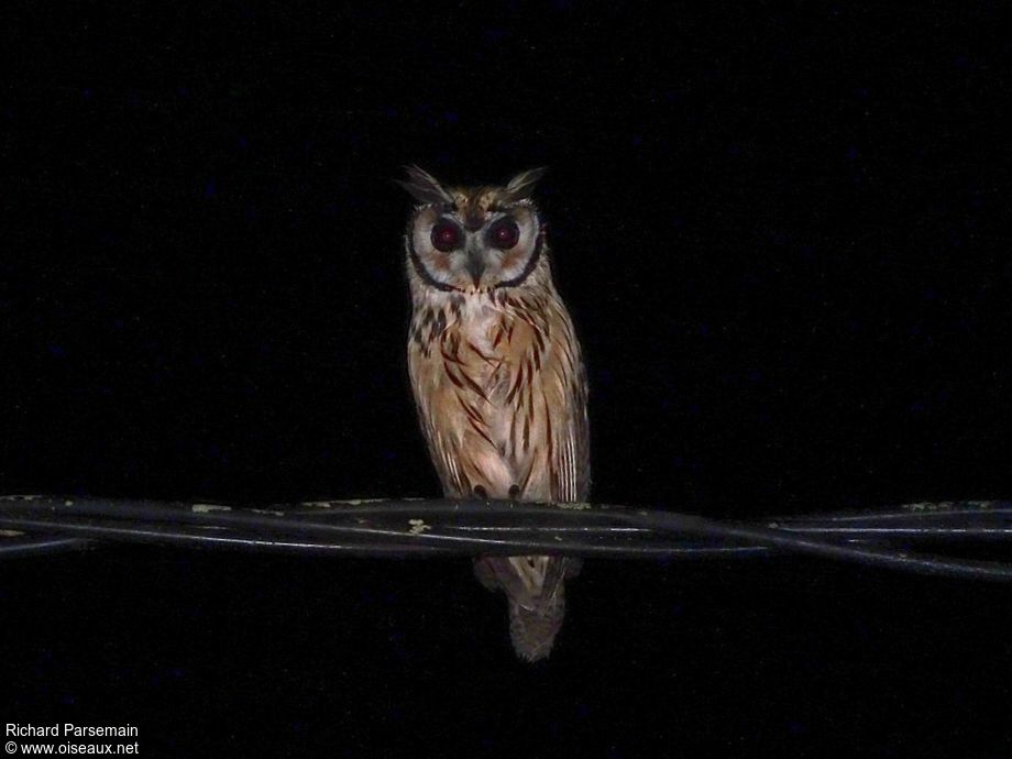 Striped Owl