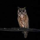 Hibou strié