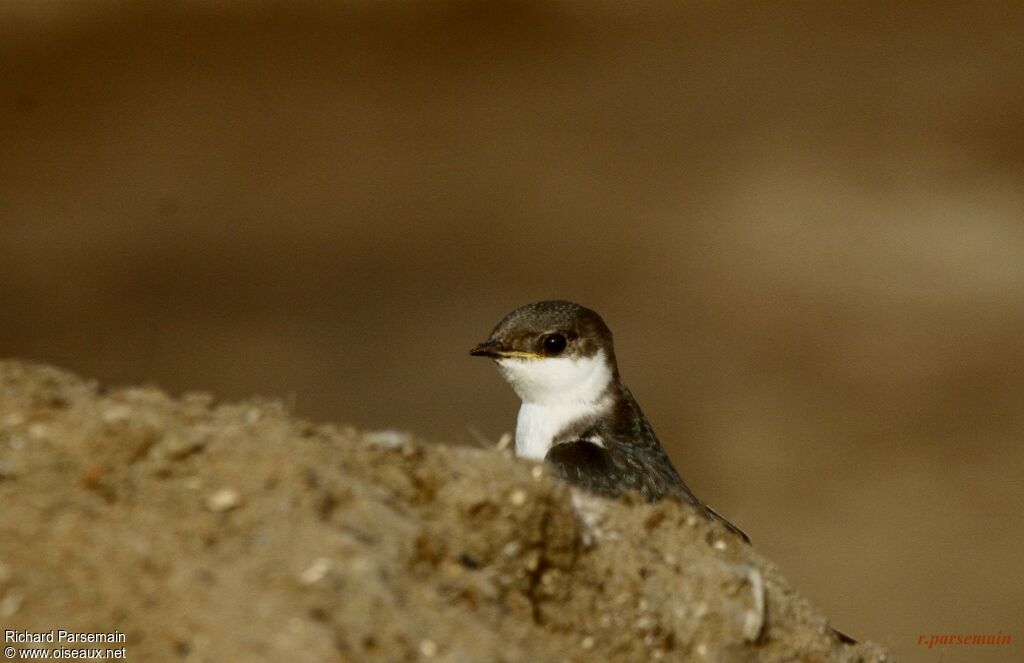 Hirondelle à ailes blanchesadulte