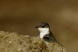 White-winged Swallow