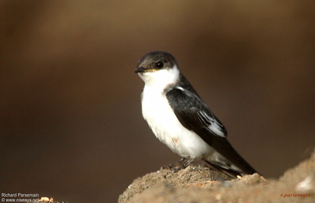 Hirondelle à ailes blanchesadulte