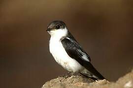 White-winged Swallow