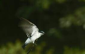 Hirondelle à ailes blanches