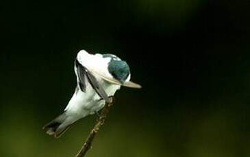 Hirondelle à ailes blanches