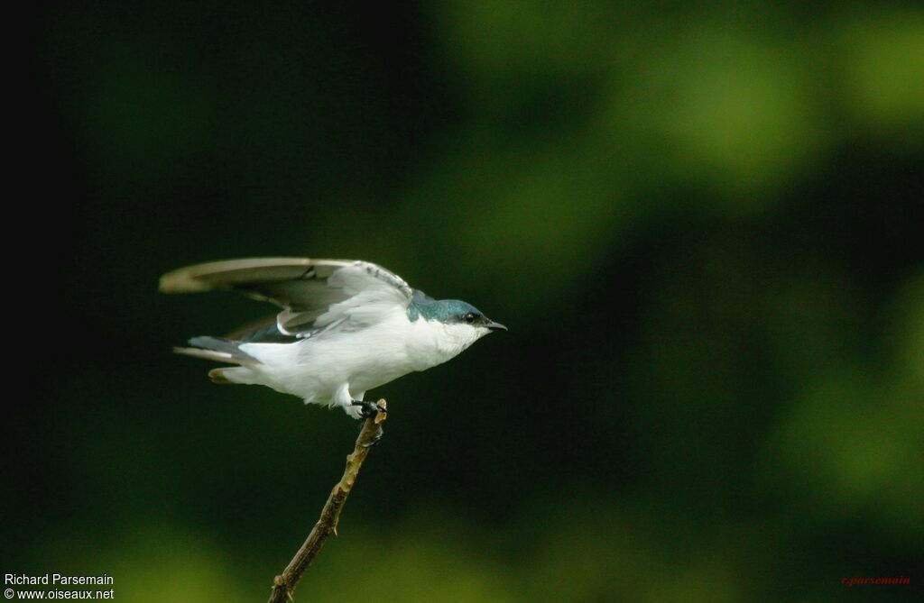 White-winged Swallowadult