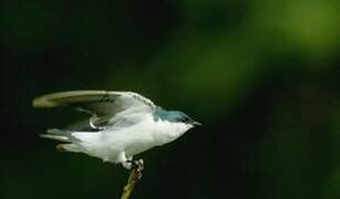 Hirondelle à ailes blanches