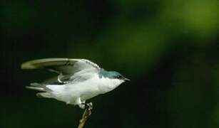 White-winged Swallow