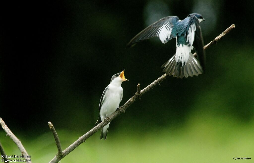 White-winged Swallowadult