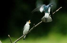 White-winged Swallow