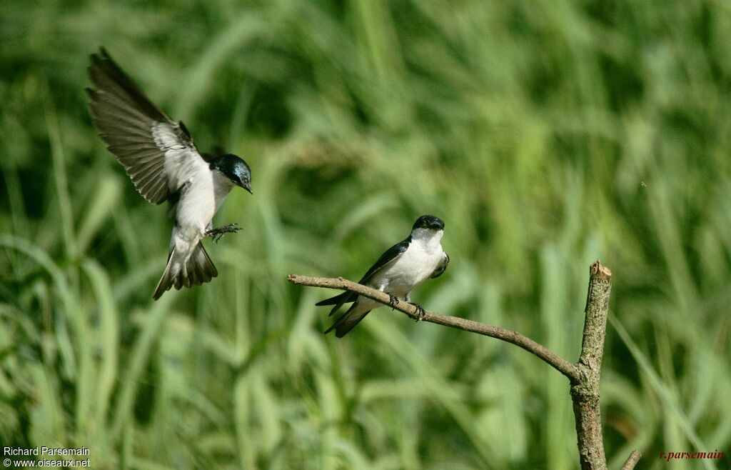 Hirondelle à ailes blanchesadulte