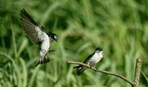 Hirondelle à ailes blanches