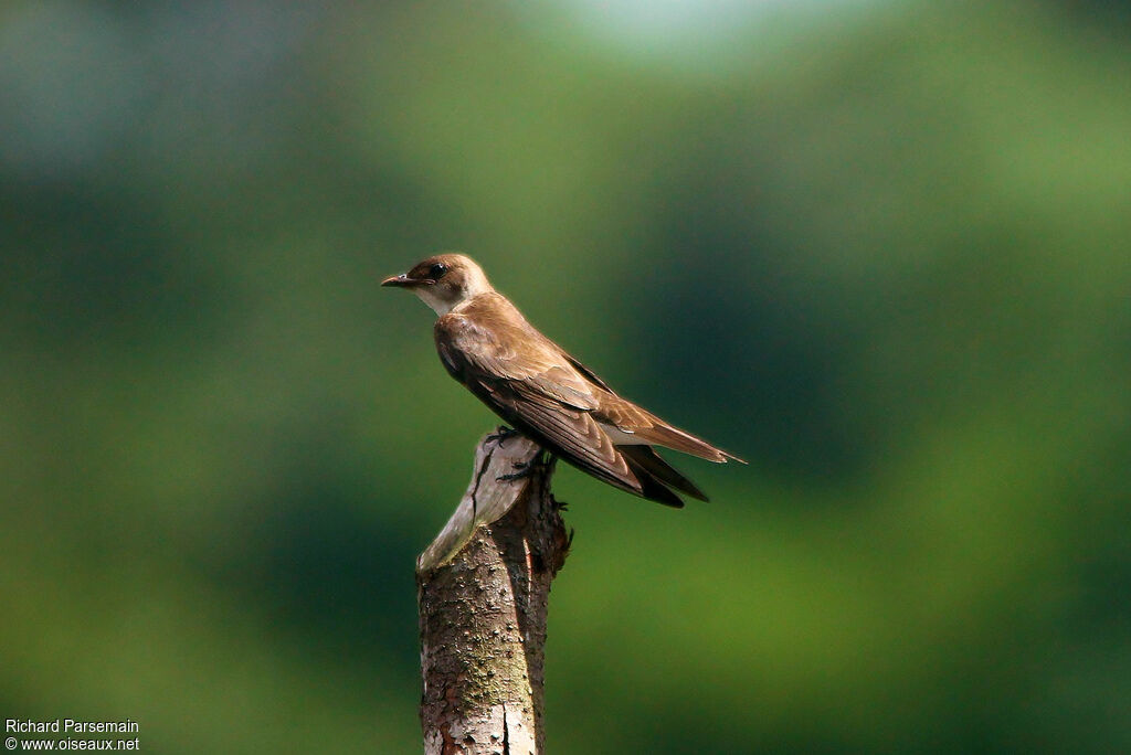 Sand Martinadult