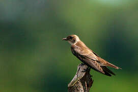 Sand Martin