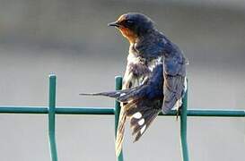 Barn Swallow