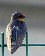 Barn Swallow