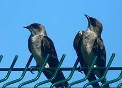 Brown-chested Martin