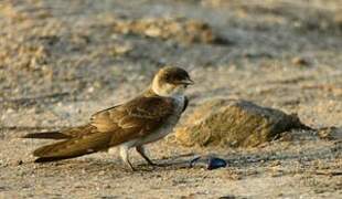 Brown-chested Martin