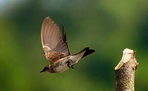 Brown-chested Martin