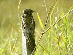 Common Potoo