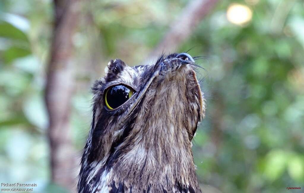 Common Potoo female adult, close-up portrait, Reproduction-nesting