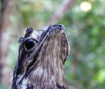 Common Potoo