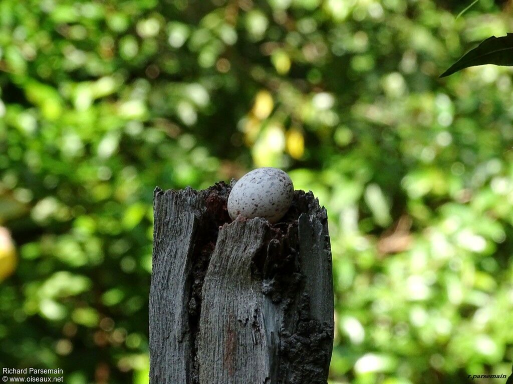 Common Potoo