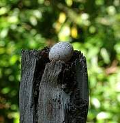 Common Potoo