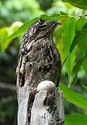 Common Potoo