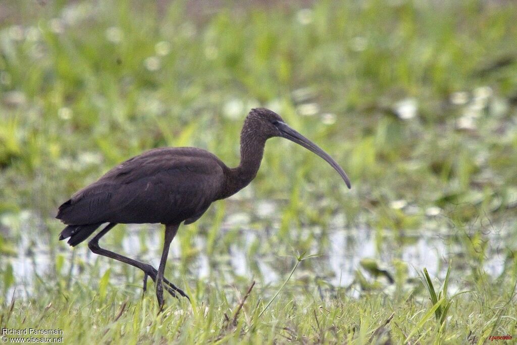 Glossy Ibis, walking