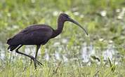 Ibis falcinelle