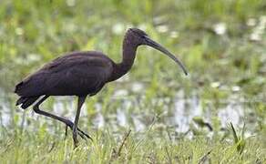 Glossy Ibis