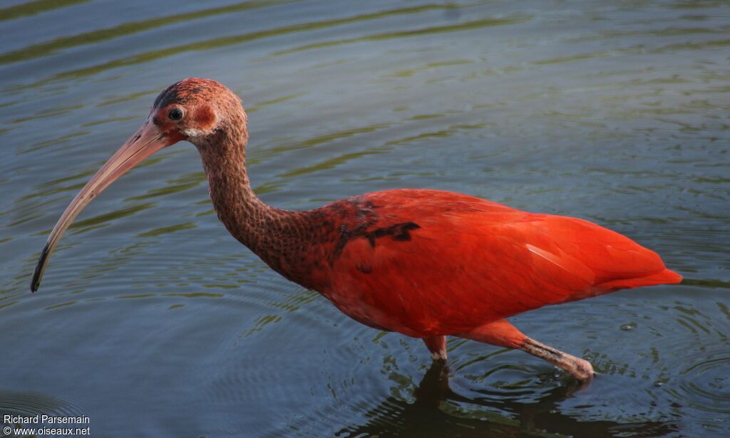 Ibis rougeadulte