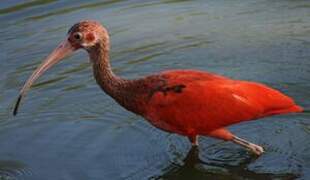 Scarlet Ibis