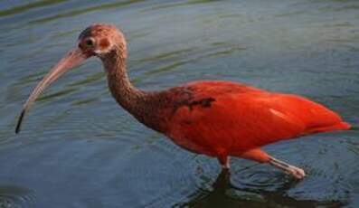 Ibis rouge