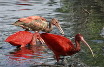 Ibis rouge