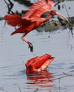 Scarlet Ibis