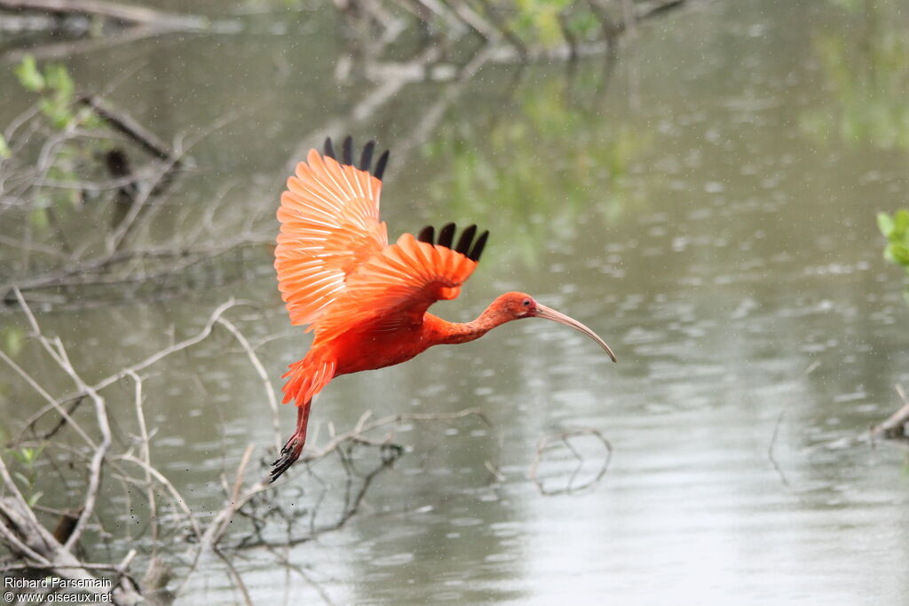 Ibis rougeadulte