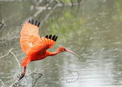 Scarlet Ibis