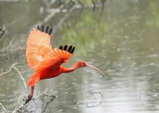 Ibis rouge