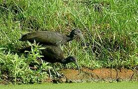 Green Ibis