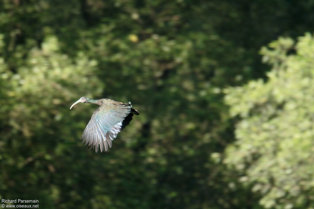 Green Ibisadult, Flight