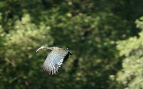 Green Ibis