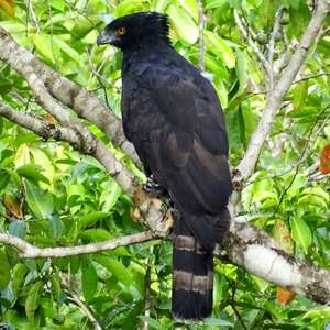 Adult Size Black- hawk Eagle