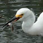 Aigrette neigeuse