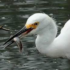 Aigrette neigeuse