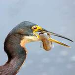 Aigrette tricolore