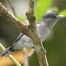 Bécarde à calotte noire