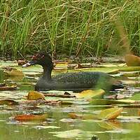 Canard musqué