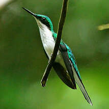 Colibri oreillard